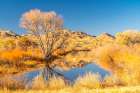 USA- New Mexico- Bosque Del Apache National Wildlife Refuge. Landscape with pond and mountains. Coastal Print
